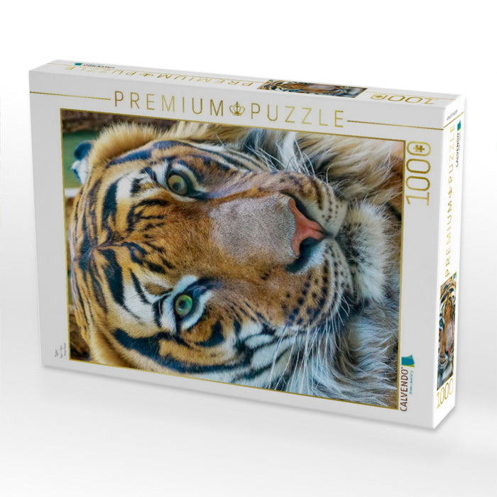 Tiger - CALVENDO Foto-Puzzle'