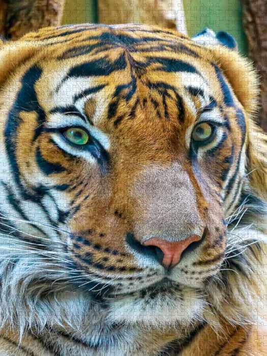 Tiger - CALVENDO Foto-Puzzle'