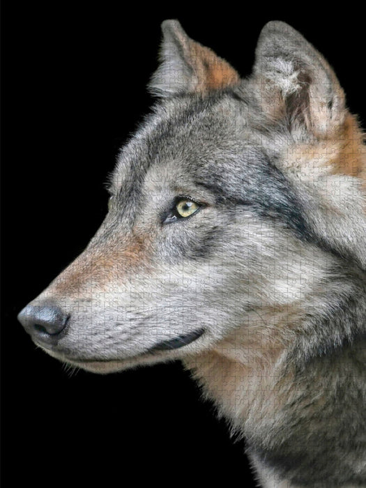 Wolf - CALVENDO Foto-Puzzle'