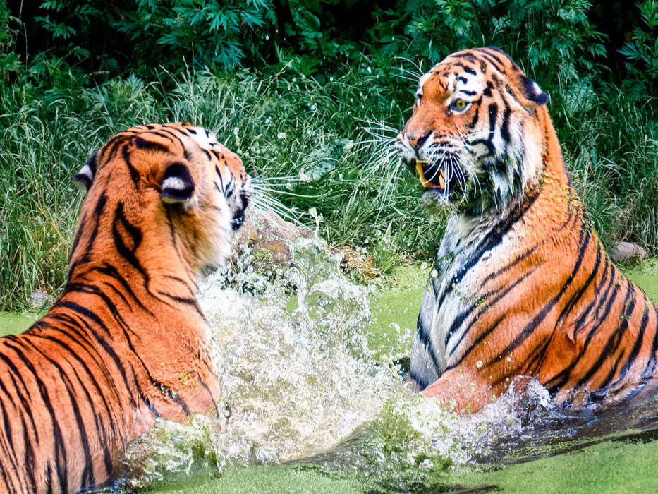 Tiger - CALVENDO Foto-Puzzle'