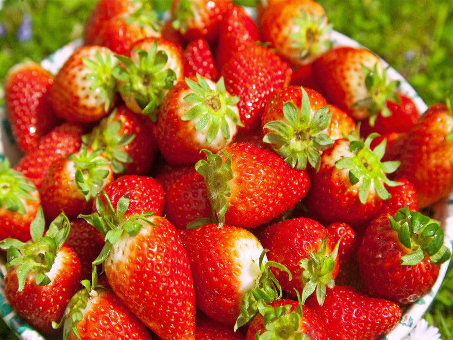Erdbeeren - CALVENDO Foto-Puzzle'