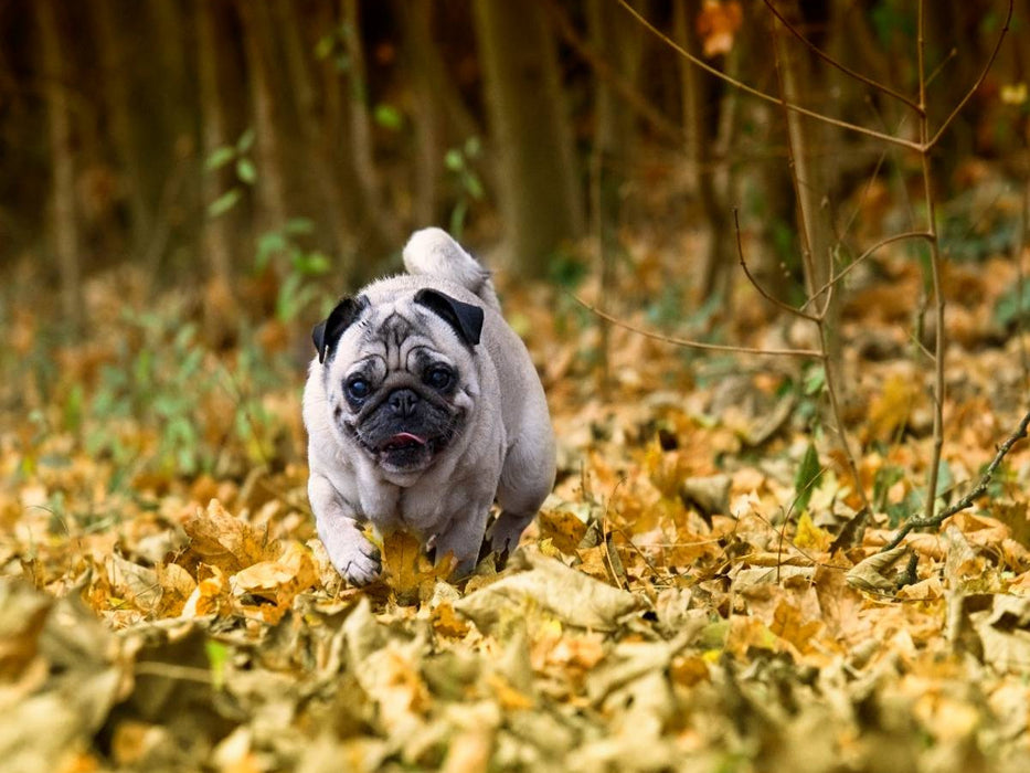 Mops im herbstlichen Wald - CALVENDO Foto-Puzzle'