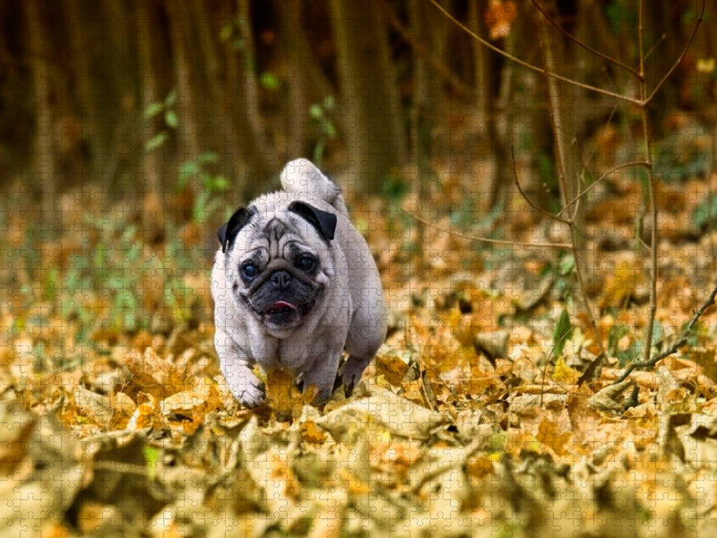 Mops im herbstlichen Wald - CALVENDO Foto-Puzzle'