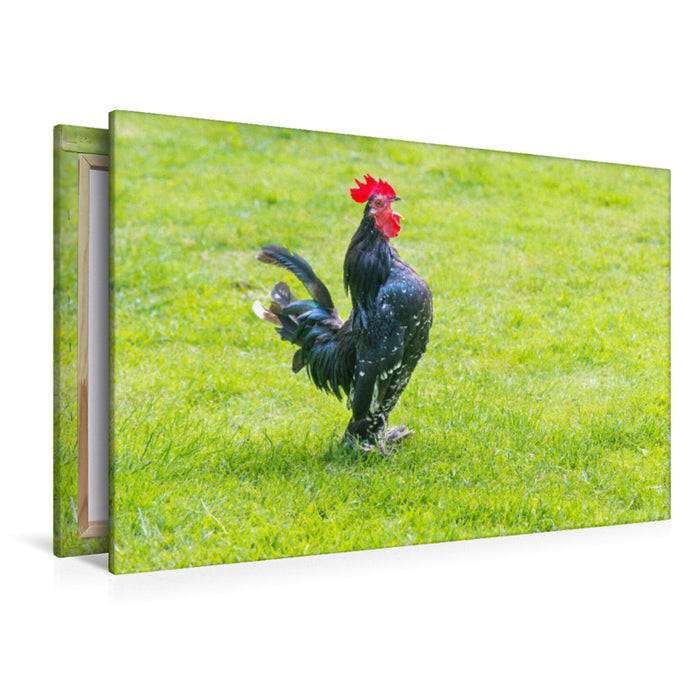 Premium Textil-Leinwand Krähender Hahn auf einer Wiese