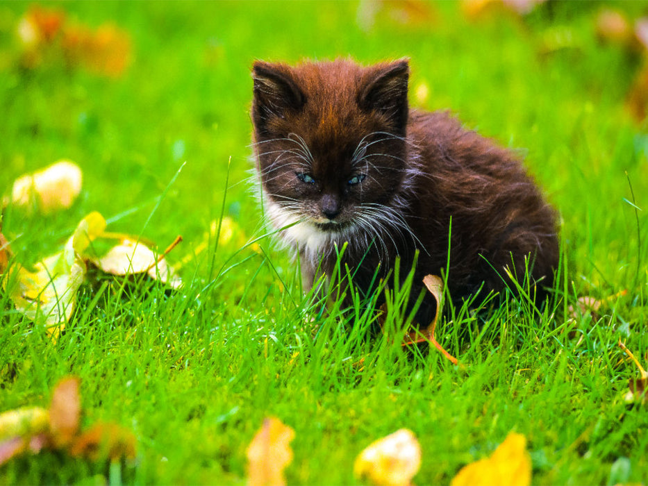 Junges Kätzchen auf einer Wiese - CALVENDO Foto-Puzzle'