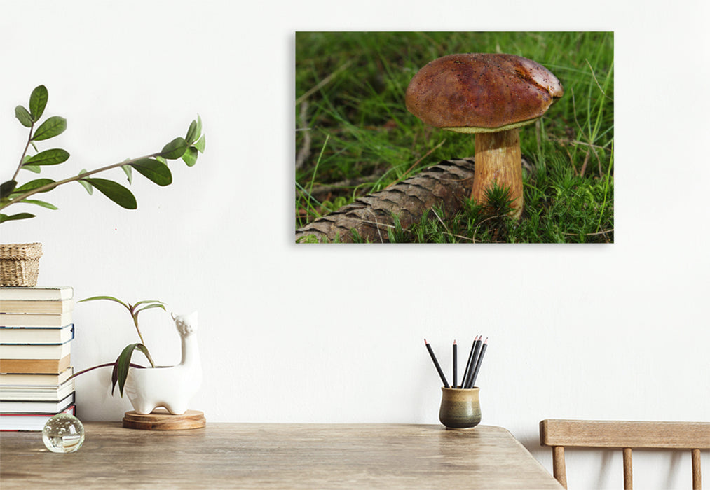 Premium textile canvas Premium textile canvas 120 cm x 80 cm across chestnut boletus (Imleria badia) 