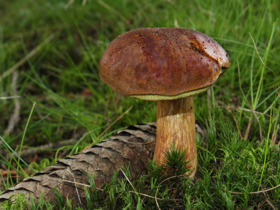 Maronen-Röhrling (Imleria badia) - CALVENDO Foto-Puzzle'
