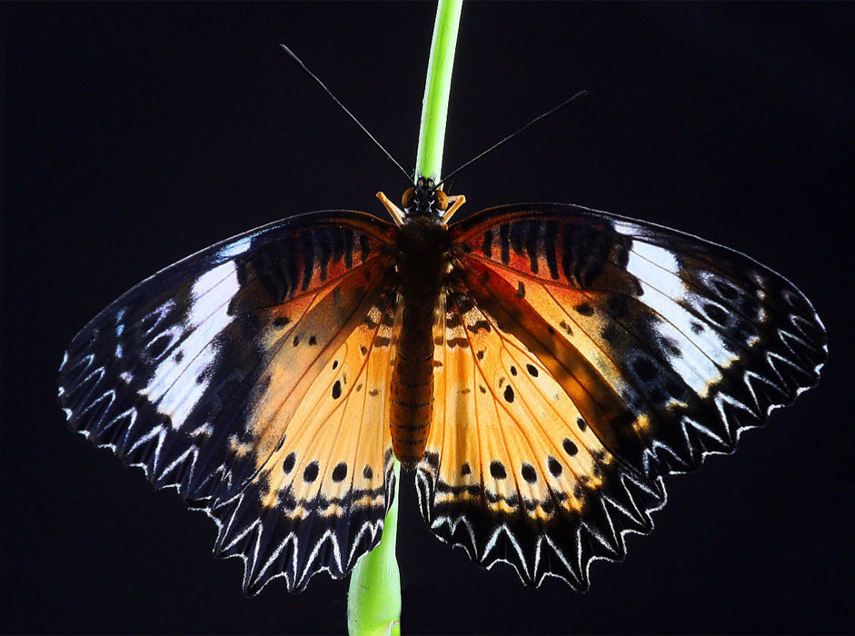 Bortenfalter (Cethosia biblis) 2000 Teile Puzzle quer - CALVENDO Foto-Puzzle'