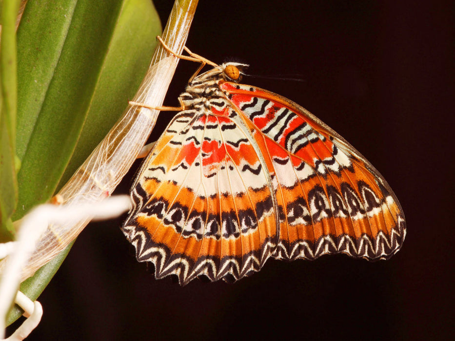 Bortenfalter (Cethosia biblis) - CALVENDO Foto-Puzzle'