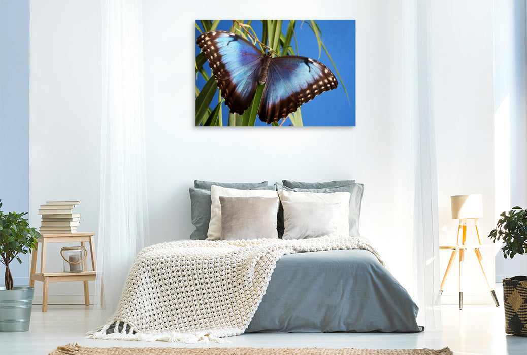 Premium textile canvas Premium textile canvas 120 cm x 80 cm landscape Sky butterfly (Morpho peleides) 