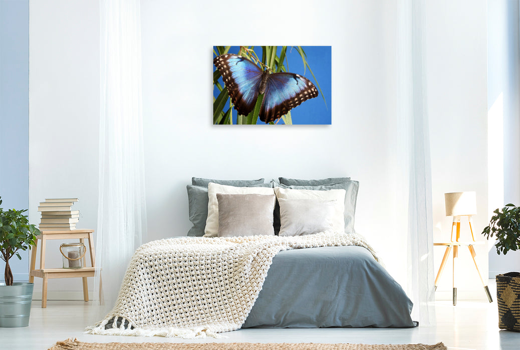 Premium textile canvas Premium textile canvas 120 cm x 80 cm landscape Sky butterfly (Morpho peleides) 