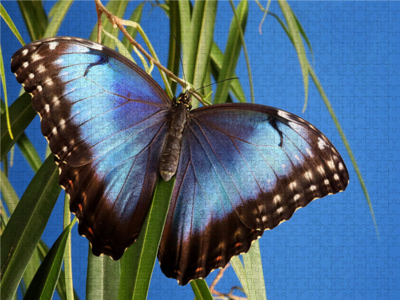 Himmelsfalter (Morpho peleides) 2000 Teile Puzzle quer - CALVENDO Foto-Puzzle'