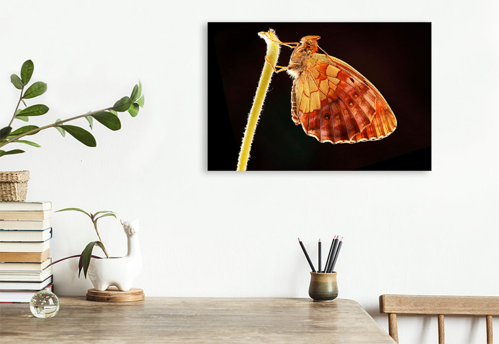 Premium textile canvas Premium textile canvas 120 cm x 80 cm landscape blackberry fritillary (Brenthis daphne) 