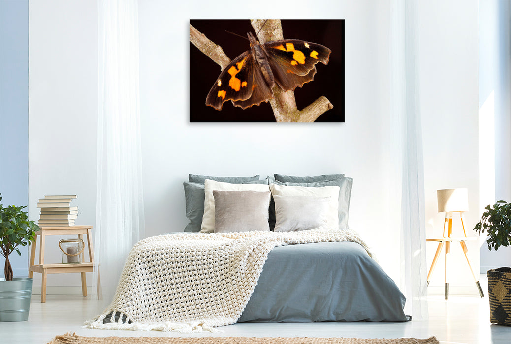 Premium textile canvas Premium textile canvas 120 cm x 80 cm landscape Hackberry butterfly (Libythea celtis) 