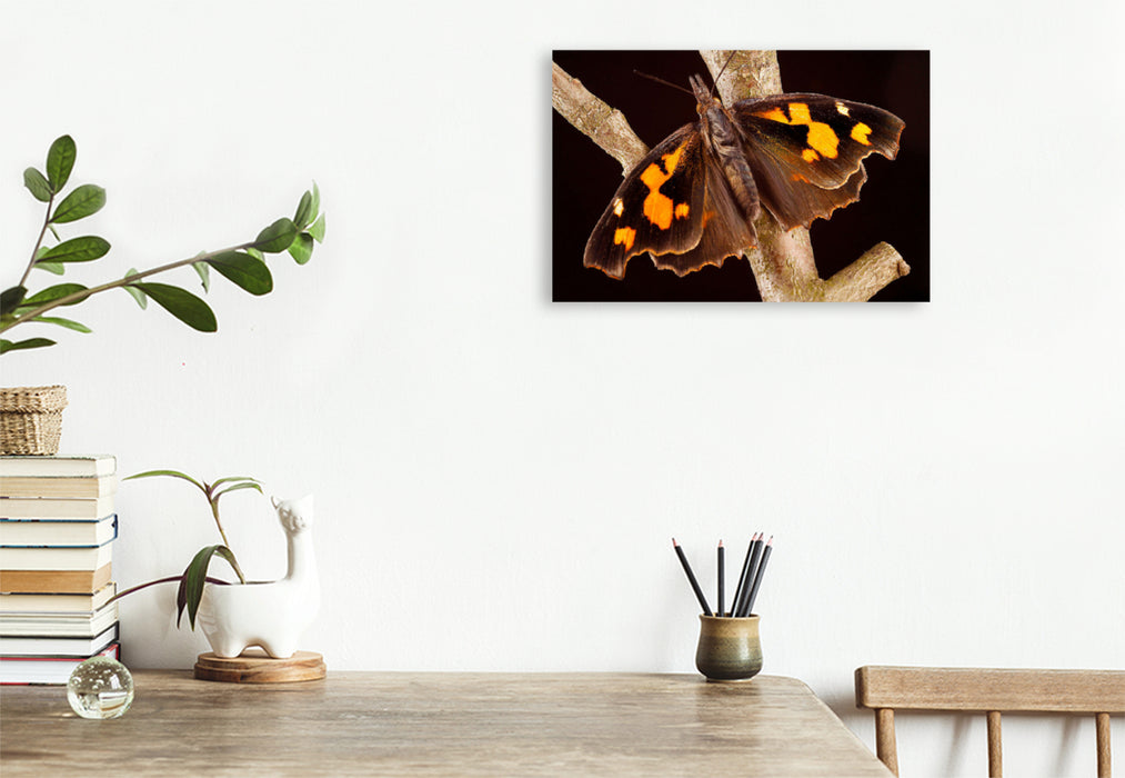 Premium textile canvas Premium textile canvas 120 cm x 80 cm landscape Hackberry butterfly (Libythea celtis) 
