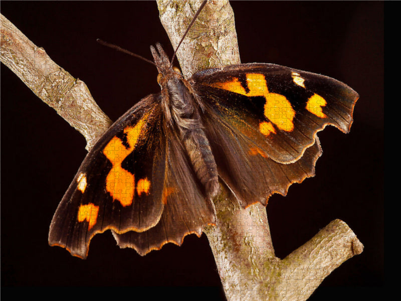 Hackberry butterfly (Libythea celtis) - CALVENDO photo puzzle 