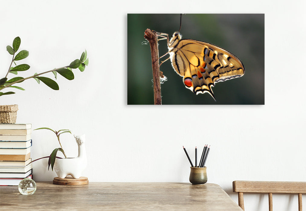 Premium textile canvas Premium textile canvas 120 cm x 80 cm landscape dovetail (Papilio machaon) 
