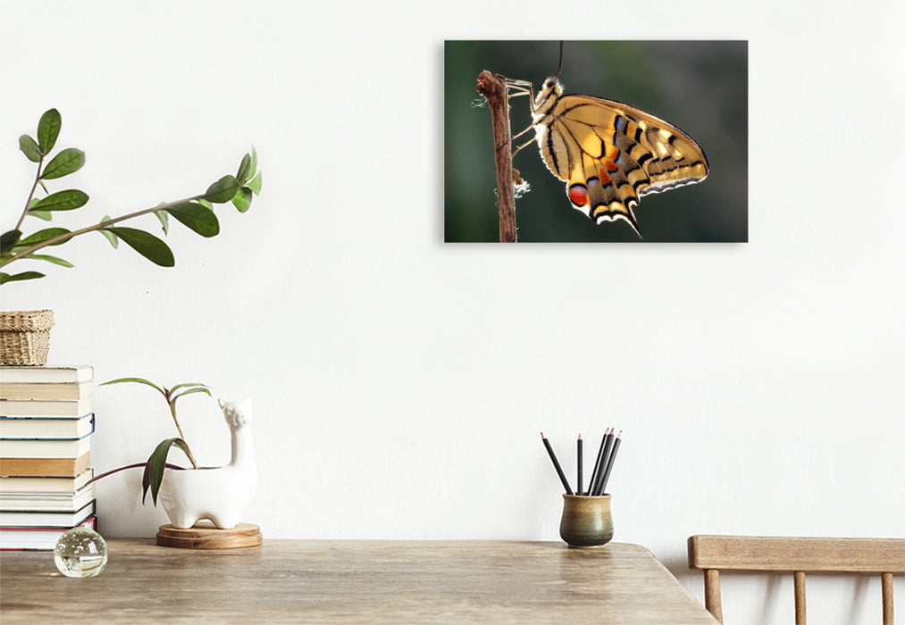 Premium textile canvas Premium textile canvas 120 cm x 80 cm landscape dovetail (Papilio machaon) 