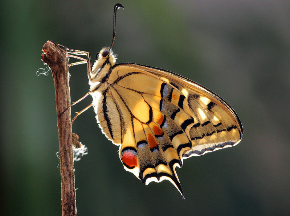 Swallowtail (Papilio machaon) - CALVENDO photo puzzle 