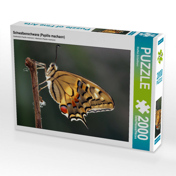 Swallowtail (Papilio machaon) - CALVENDO photo puzzle 