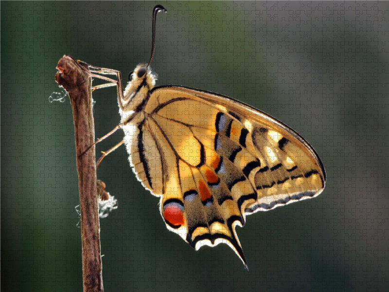 Swallowtail (Papilio machaon) - CALVENDO photo puzzle 