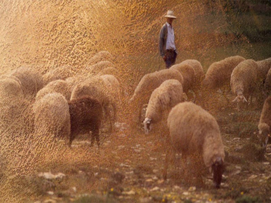 Hirte und Herde - CALVENDO Foto-Puzzle'