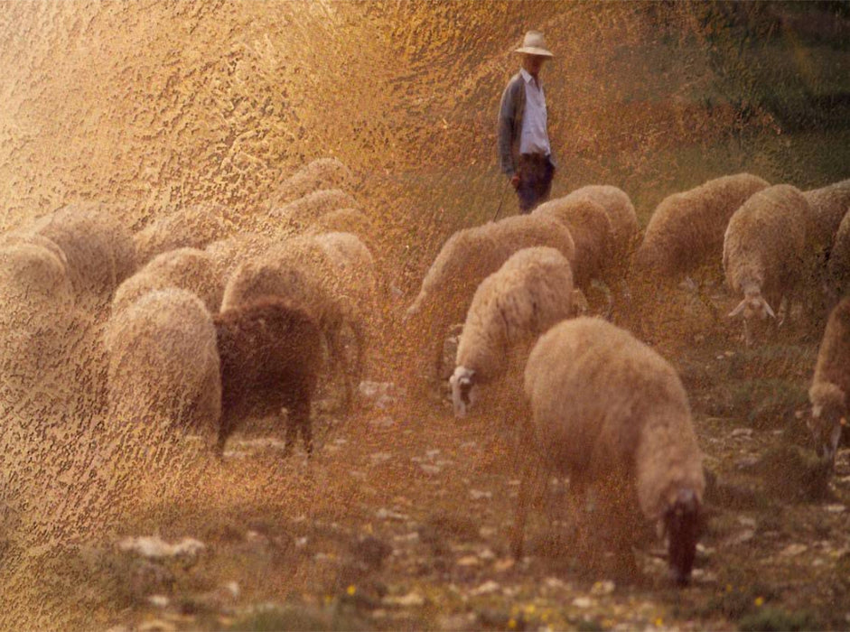 Hirte und Herde 2000 Teile Puzzle quer - CALVENDO Foto-Puzzle'