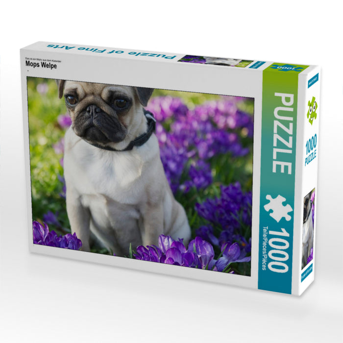 Mops Welpe 1000 Teile Puzzle quer - CALVENDO Foto-Puzzle'