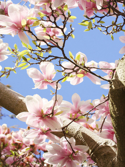 Magnolienblüten vor blauem Himmel - CALVENDO Foto-Puzzle'