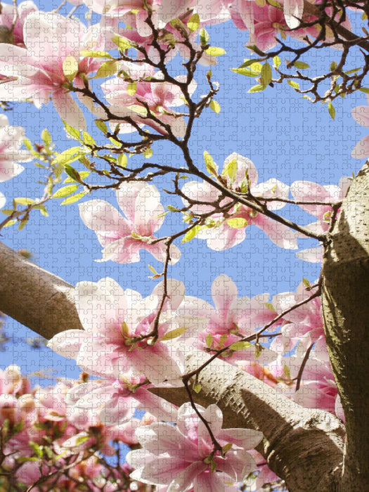Magnolienblüten vor blauem Himmel - CALVENDO Foto-Puzzle'
