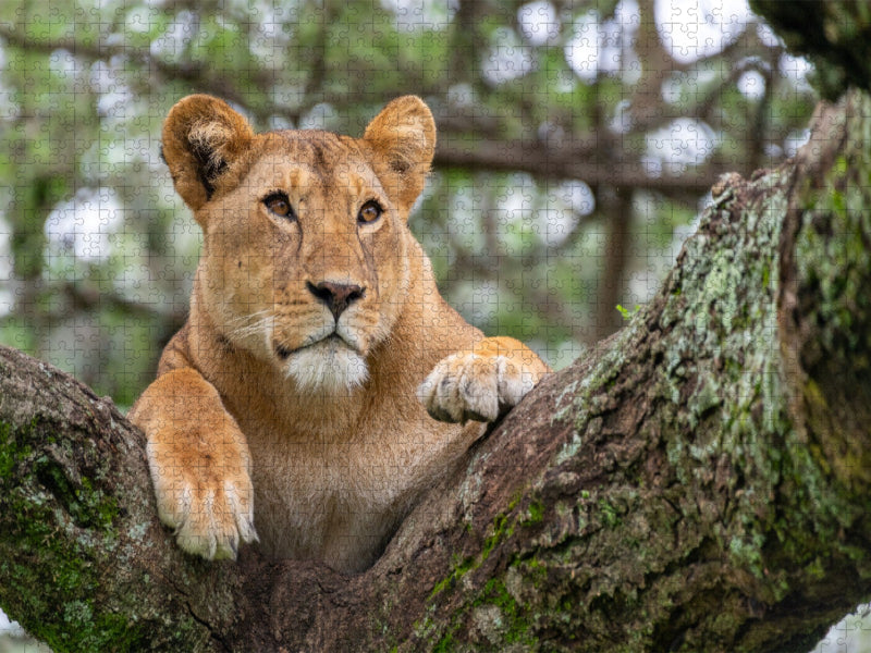 Löwin am Lake Ndutu, Tansania - CALVENDO Foto-Puzzle'