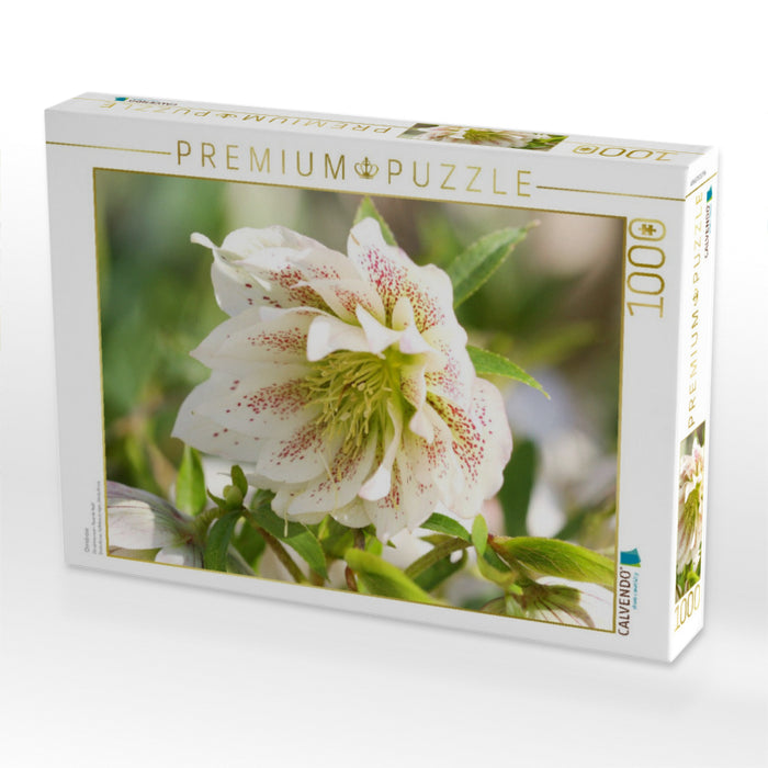 Christrose - CALVENDO Foto-Puzzle'