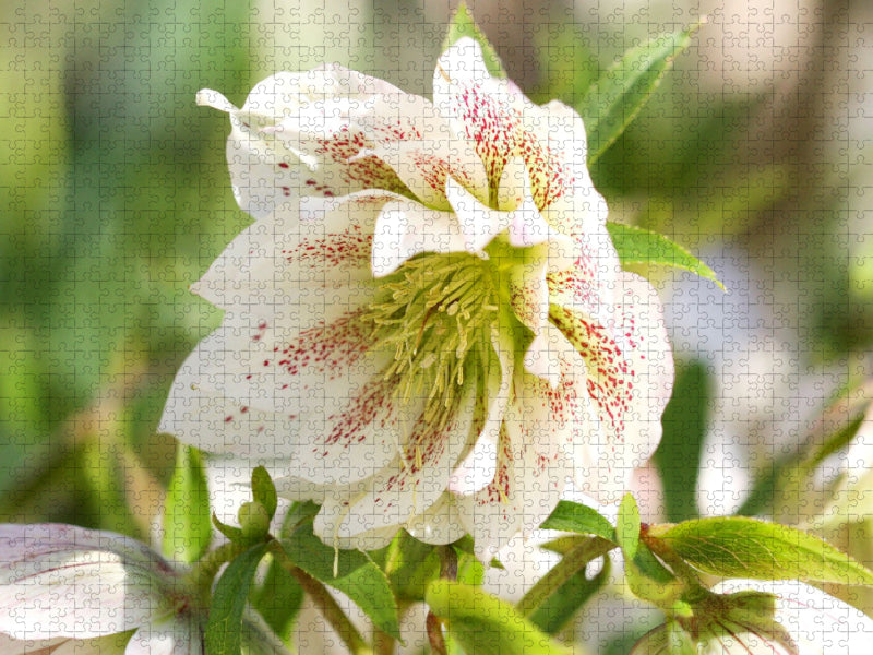 Christrose - CALVENDO Foto-Puzzle'