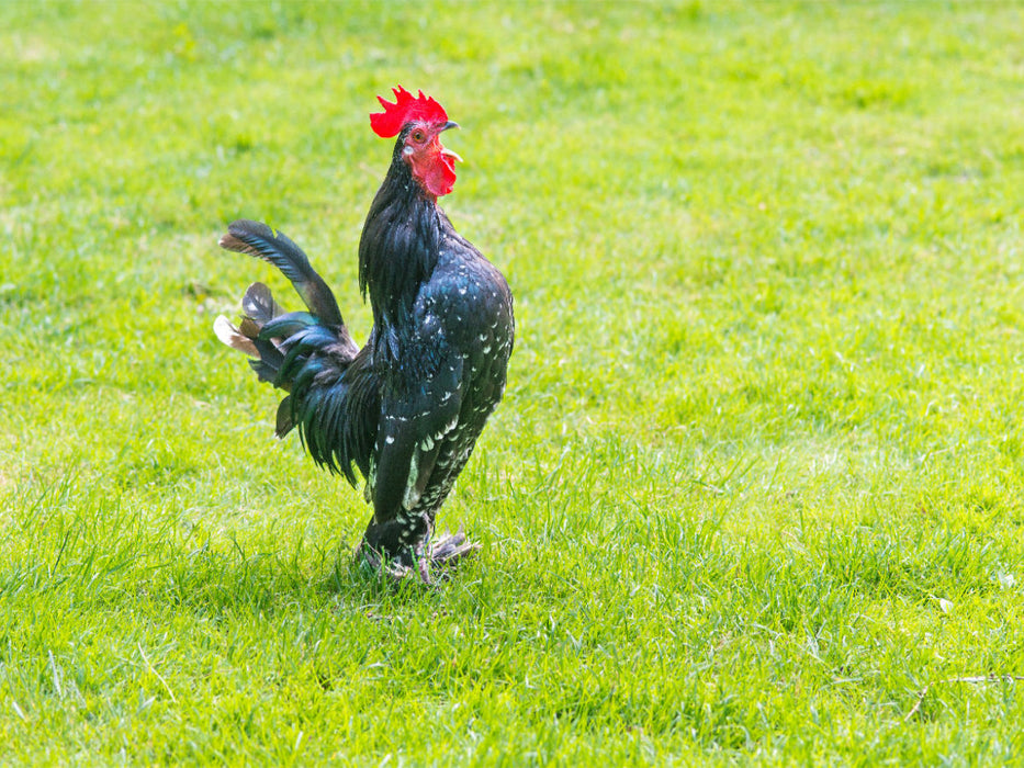 Krähender Hahn auf einer Wiese - CALVENDO Foto-Puzzle'