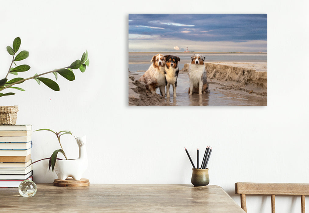 Premium Textil-Leinwand Premium Textil-Leinwand 120 cm x 80 cm quer Ein Motiv aus dem Kalender Australian Shepherd 2022