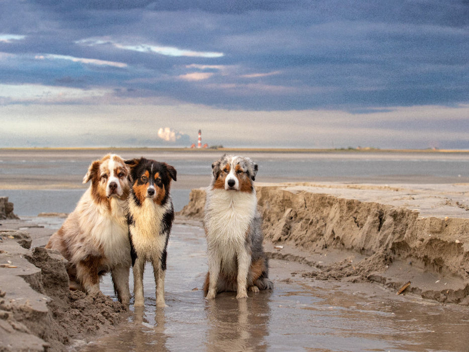 Ein Motiv aus dem Kalender Australian Shepherd 2022 - CALVENDO Foto-Puzzle'
