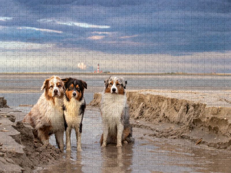 Ein Motiv aus dem Kalender Australian Shepherd 2022 - CALVENDO Foto-Puzzle'