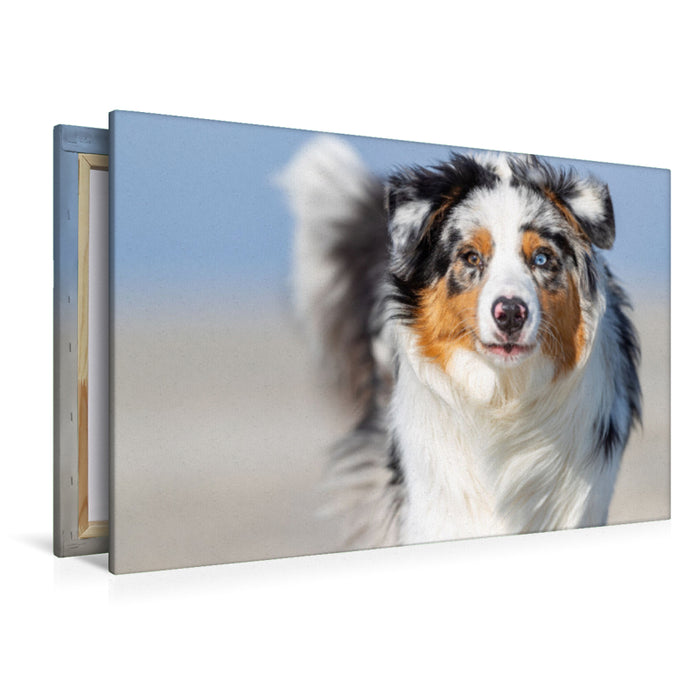 Premium Textil-Leinwand Blue merle im Portrait