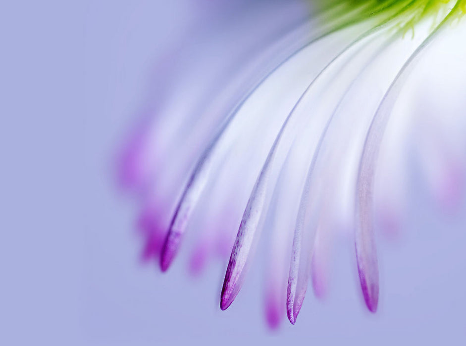 DEEP INSIDE - Daisy - CALVENDO photo puzzle 