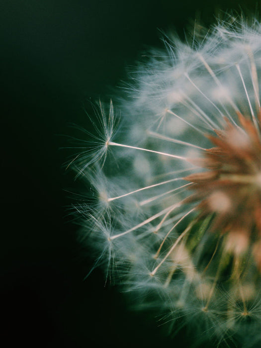 Pusteblume - CALVENDO Foto-Puzzle'