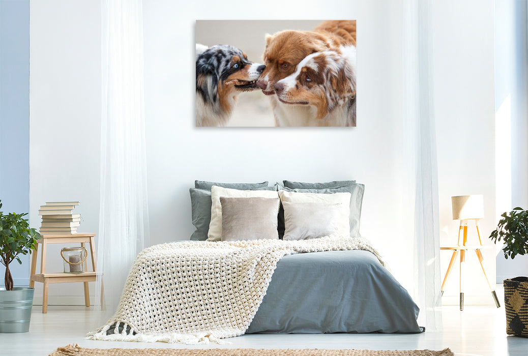 Premium Textil-Leinwand Premium Textil-Leinwand 120 cm x 80 cm quer Ein Motiv aus dem Kalender Australian Shepherd 2022