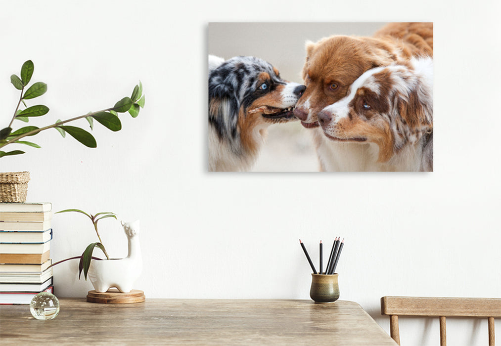 Premium Textil-Leinwand Premium Textil-Leinwand 120 cm x 80 cm quer Ein Motiv aus dem Kalender Australian Shepherd 2022