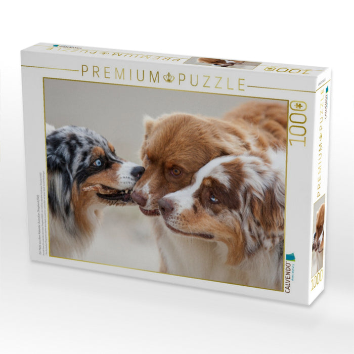 Ein Motiv aus dem Kalender Australian Shepherd 2022 - CALVENDO Foto-Puzzle'