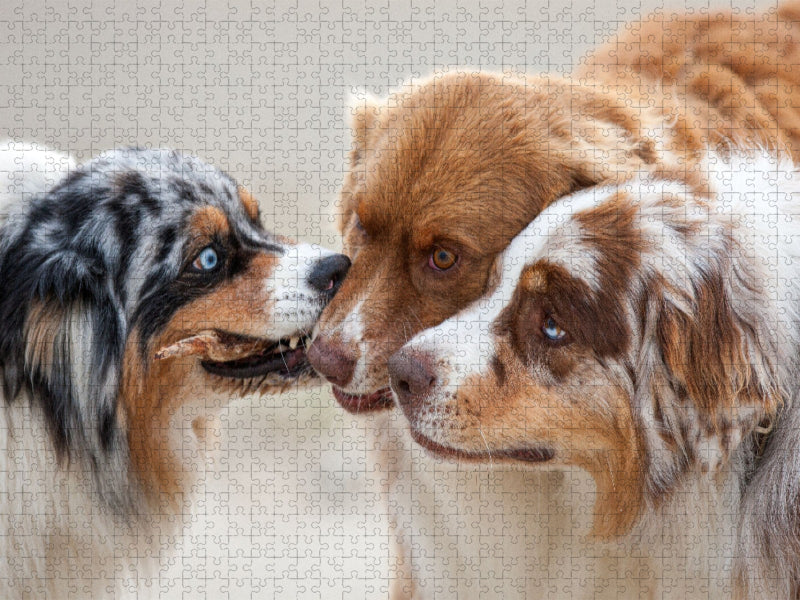 Ein Motiv aus dem Kalender Australian Shepherd 2022 - CALVENDO Foto-Puzzle'