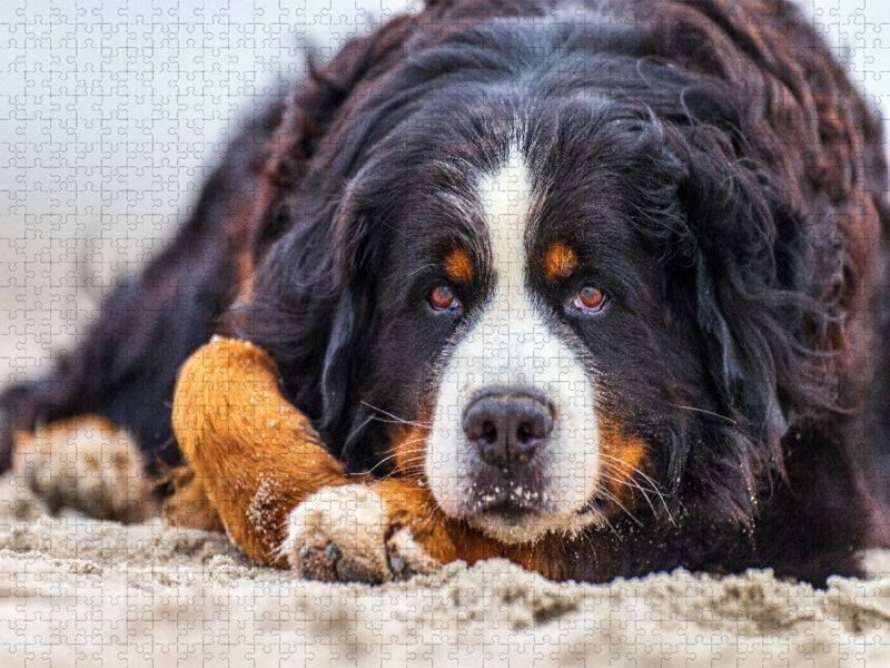 Schau mir in die Augen... - CALVENDO Foto-Puzzle'