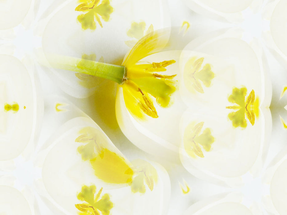 Ein Motiv aus dem Kalender Tulpenphantasie - CALVENDO Foto-Puzzle'