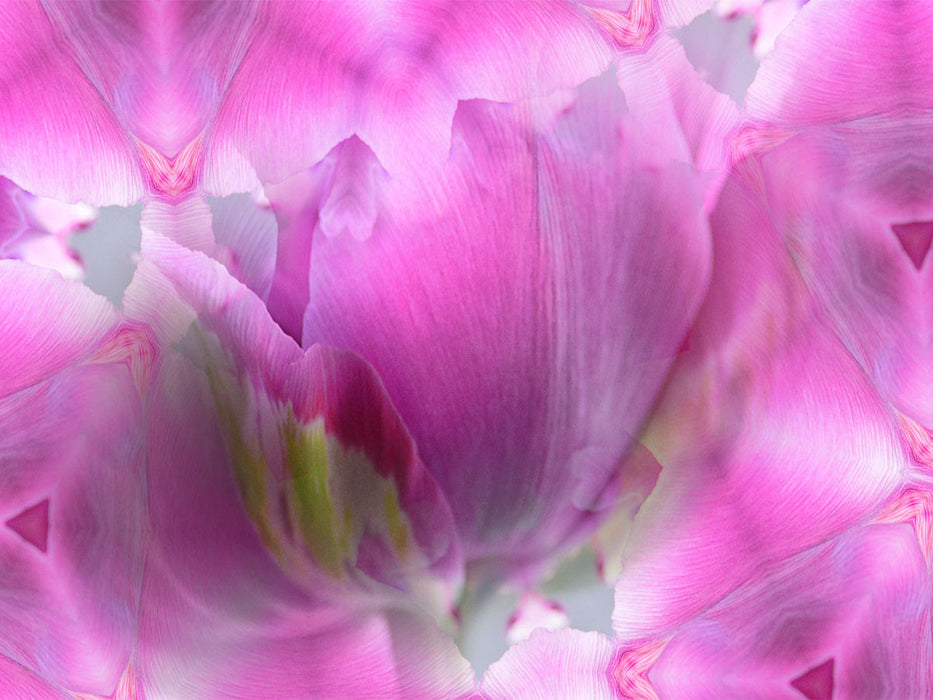 Ein Motiv aus dem Kalender Tulpenphantasie - CALVENDO Foto-Puzzle'