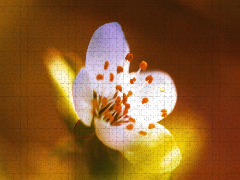 Fruit blossom - CALVENDO photo puzzle 