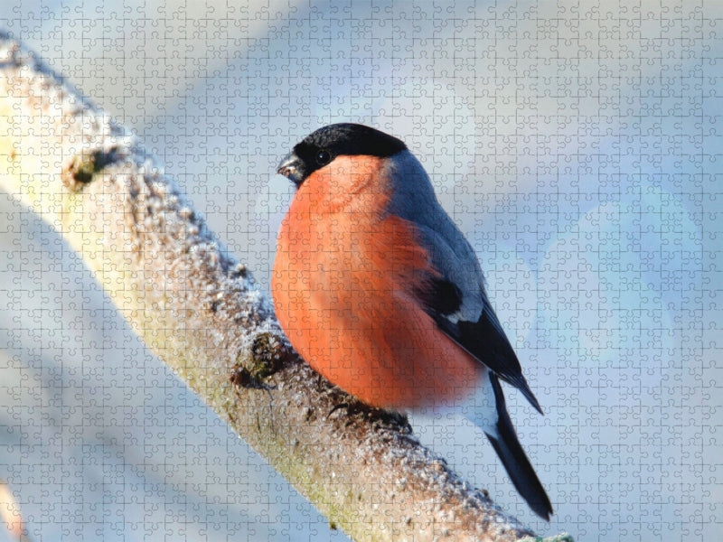 Herr Dompfaff - CALVENDO Foto-Puzzle'