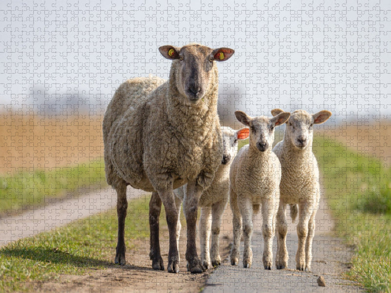 Überall sind jetzt die süßen Lämmer auf den Weiden - CALVENDO Foto-Puzzle'